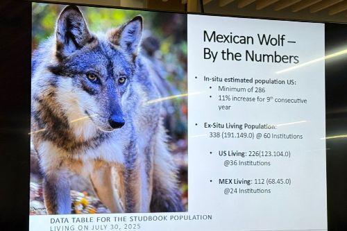 Edomex es pilar en la conservación del lobo mexicano: Cepanaf resguarda la mayor población de esta especie en el país